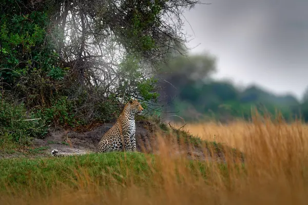 Africa wildlife. Leopard, Panthera pardus Shortridge, nature habitat, big wild cat in the nature habitat, sunny day on the savannah, Okavango delta Botswana. Wildlife nature.
