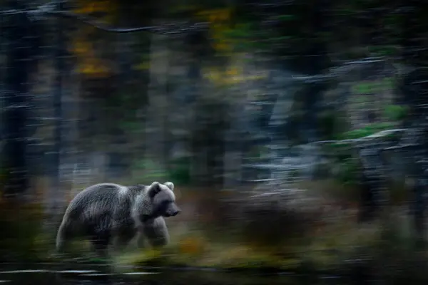 Blur Motion Nature Art Panning Bear Move Blur Forest Brown — Stock Photo, Image