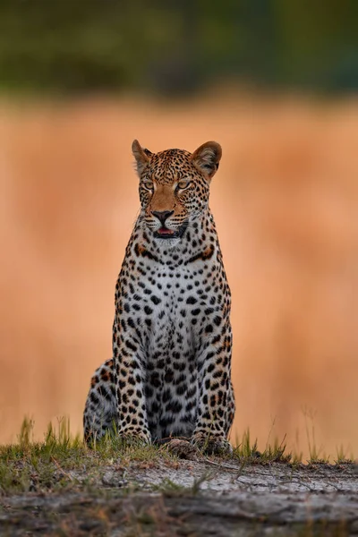 Wildlife nature. Africa wildlife. Leopard sunset, Panthera pardus Shortridge, nature habitat, big wild cat in nature habitat, sunny day on the savannah, Tanzania.