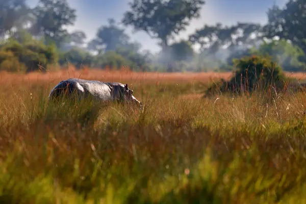 Afrika Wilde Dieren Hippo Groen Gras Nat Seizoen Zonsondergang Afrikaans — Stockfoto