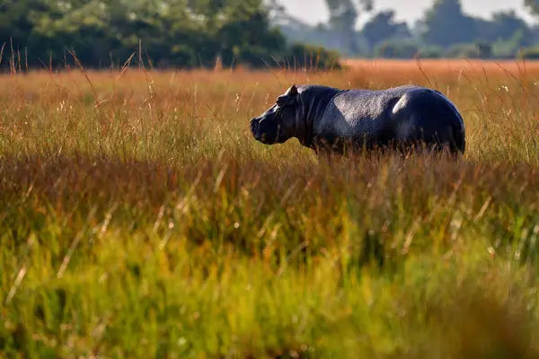 Afrika Tierwelt Nilpferd Und Grünes Gras Regenzeit Gefährliches Tier Wasser — Stockfoto