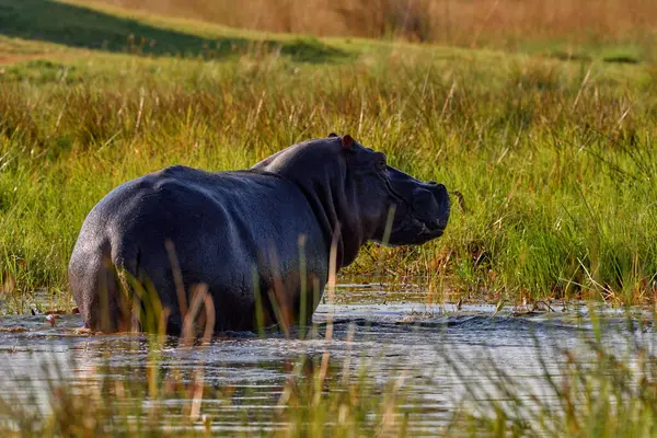 Afrique Faune Hippo Herbe Verte Saison Des Pluies Animal Dangereux — Photo