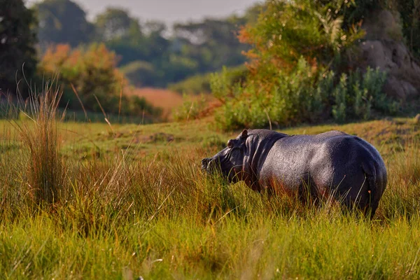 アフリカ 野生生物 ヒッポー 緑の草 湿った季節 水中の危険な動物 アフリカ風景とヒッポ ヒッポポトマス両生体カペシス 夕方の太陽と 自然の中で動物 — ストック写真