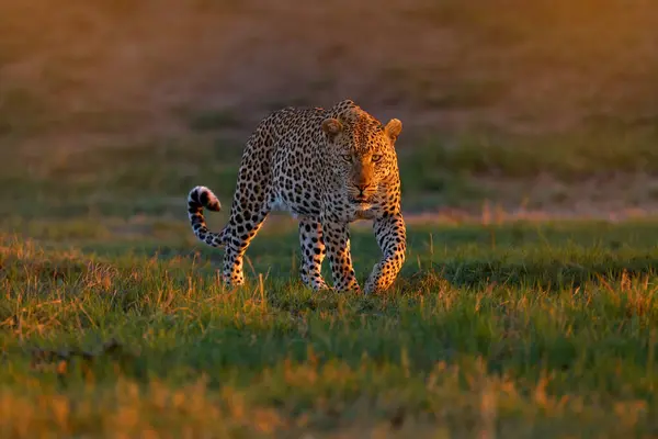 Леопардовый Закат Panthera Pardus Shortridge Природная Среда Обитания Большая Дикая — стоковое фото