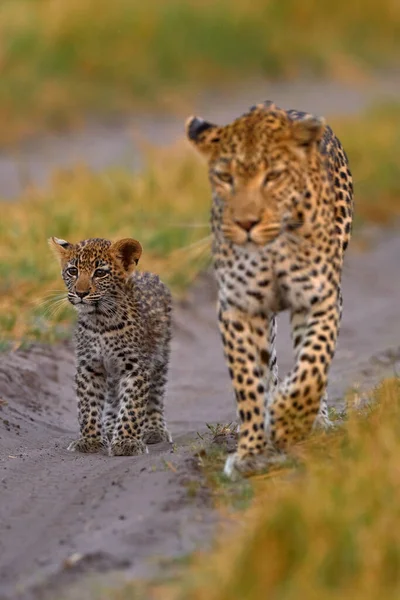 Luipaard Kitten Baby Verborgen Mooi Oranje Gras Luipaard Welp Met — Stockfoto