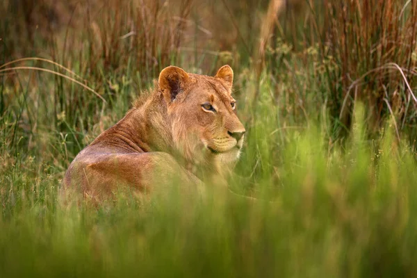 Big cat in Africa, green grass. Young male of Okavango lion, Botswana wildlife.