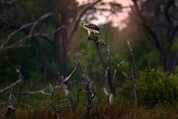 木の森の生息地にいる若い鷲 アフリカの魚イーグル ハリアエトスボーシファー 白い頭を持つ茶色の鳥 木の上に座っているイーグル アフリカの自然 ボツワナ アフリカの野生生物のシーン — ストック写真