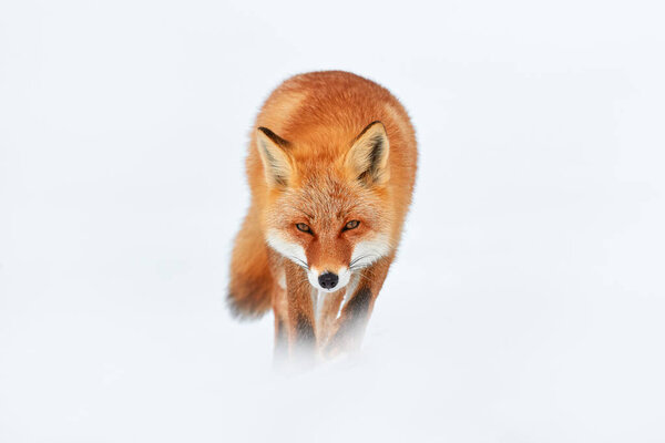 Red fox in white snow. Cold winter with orange furry fox, Japan. Beautiful orange coat animal in nature. Detail close-up portrait of nice mammal. Animal face walk in the snow, winter in Germany.