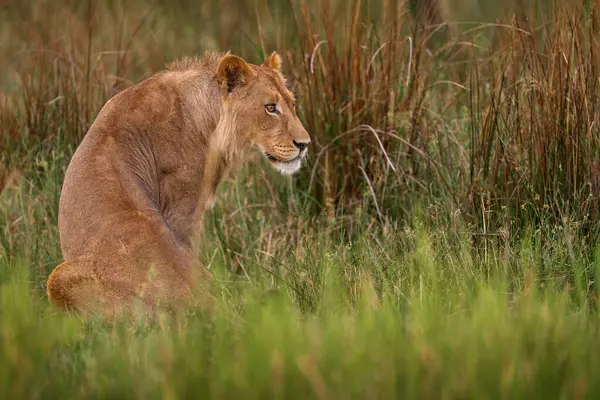 赞比亚野生动植物奥卡万戈狮子的年轻雄性 非洲的大猫非洲狮子在草地上 在非洲旅行 短狮子毛 — 图库照片