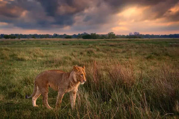 博茨瓦纳奥卡万戈狮子的年轻雄性 非洲的大猫夕阳西下 天空中乌云密布 广角镜头野生动物景观照片 — 图库照片