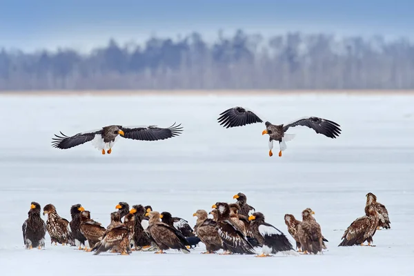 Eagle group on winter lake. Steller\'s sea Birds feeding fish in the snow lake. Animal behaviour in winter.eagles, Haliaeetus pelagicus from Hokkaido, Japan. Wildlife action behavior scene.