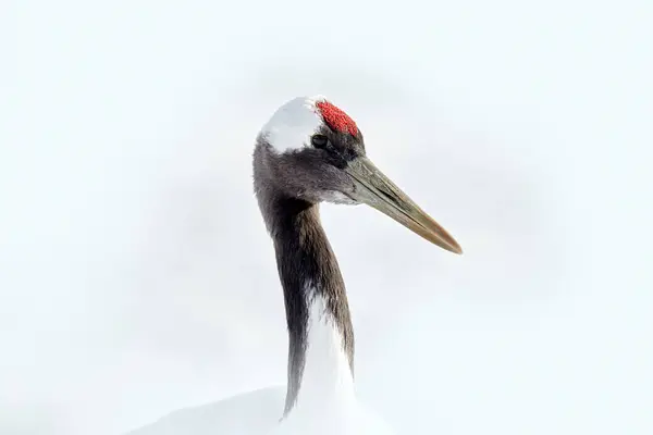 Pair Red Crowned Crane Grus Japonensis Close Detail Portrait Hokkaido — Stock Photo, Image