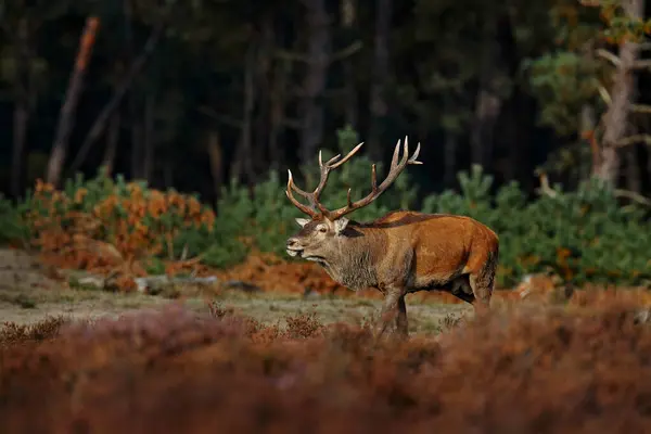 レッド鹿 ラッティングシーズン オランダのHoge Velwe 自然からの野生生物のシーン ヒース モーランド 秋の動物行動 — ストック写真