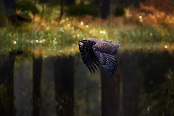 Дикая Природа Словакии Полет Орла Над Осенним Лесом Птицы Европе — стоковое фото