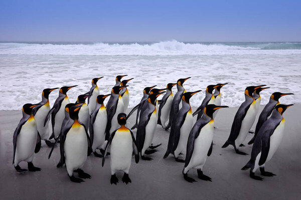 Antarctica, penguins in the ocean sea. Waves with group of birds, Wildlife nature, King penguin on Falkland Islands. Bird colony, Blue sky and water bird in Atlantic Ocean.