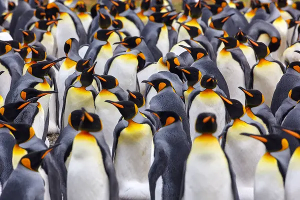Penguin Colony Many Birds Close Together King Penguin Volunteer Point — Stock Photo, Image