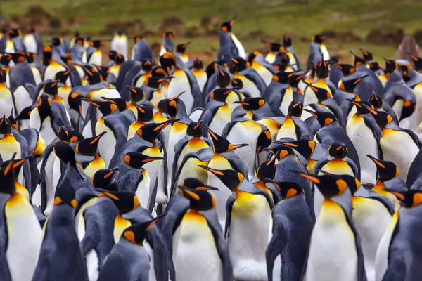 南极野生动物 企鹅聚居地 许多鸟类紧密相连 福克兰群岛志愿站的企鹅王 南极野生动物 海洋自然 大自然中的大鸟 — 图库照片