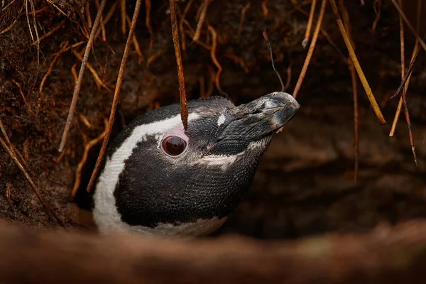 Penguin Ground Hole Nest Root Magellan Penguin Bird Clay Funny — Stock Photo, Image