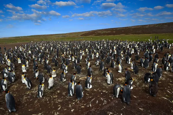 Büyük Penguen Yerleşim Yeri Kolonisi Antarktika Yaban Hayatı Penguen Kolonisi — Stok fotoğraf