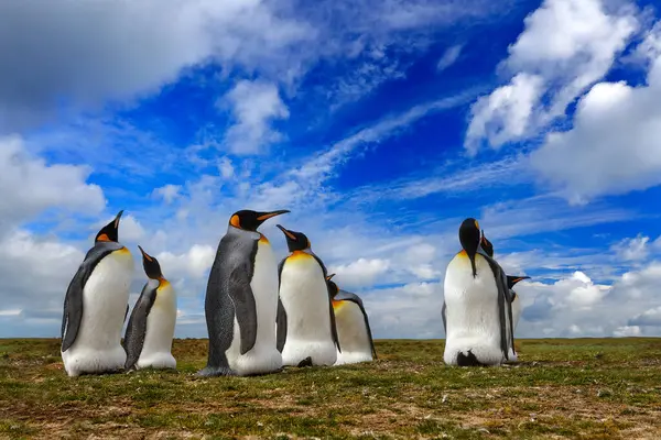 Antarktis Djurliv Pingvinkoloni Grupp Kung Pingviner Gräset Kusten Och Blå — Stockfoto
