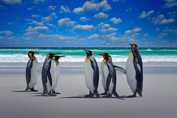 企鹅群 南极野生动物 一群国王企鹅带着波浪和蓝天从海上飞回海滩 南乔治亚 南极洲 大西洋蓝天和水鸟 — 图库照片