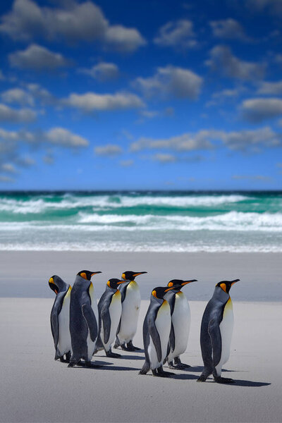 Penguin colony, Antarctica wildlife. Group of king penguins coming back from sea to beach with wave and blue sky in background, South Georgia, Antarctica. Blue sky and water bird in Atlantic Ocean.  