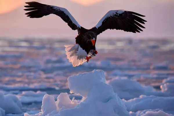 ดวงอาท ตกอาร หนาวพระอาท บนกอ นทร นกอ นทร ทะเลของ Steller Haliaeetus — ภาพถ่ายสต็อก
