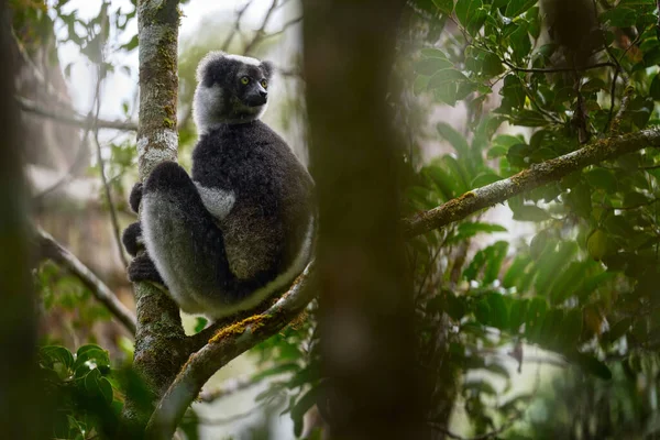 Дикий Лимон Середовищі Проживання Indri Indri Мавпа Молодою Дитинкою Кірінді — стокове фото