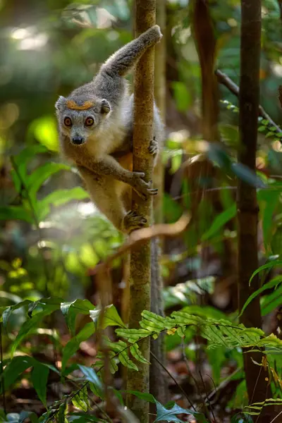 Eulemur coronatus, Crowned lemur, Akanin ny nofy, small monkey in the nature habitat, Madagascar. Lemur in the forest nature.