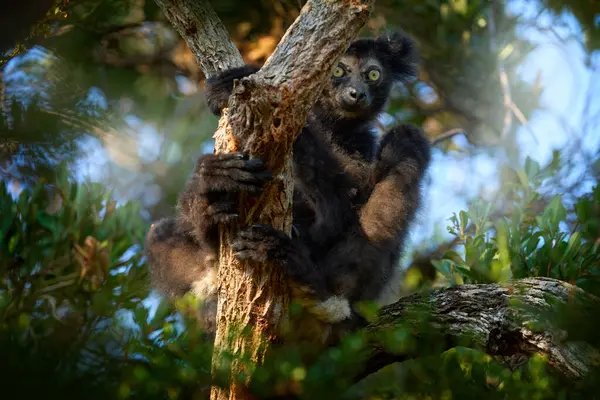 Lemure Selvatico Habitat Indri Indri Scimmia Con Cucciolo Kirindy Forest — Foto Stock