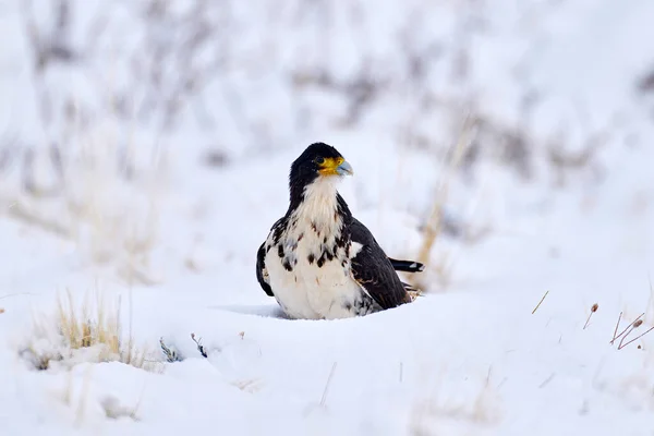 White Throated Caracara Phalcoboenus Albogularis Hawk Bird Snow Winter Caracara — Stock Photo, Image