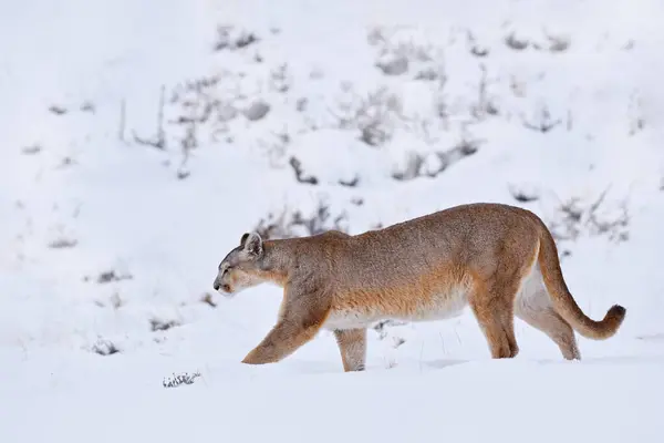 Puma in winter snow mountain. Wildlife nature in Torres del Paine NP in Chile. Winter with snow in Patagonia. Cougar in the wild landscape. Puma in the cold mountain.
