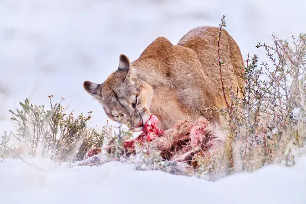 Puma in winter snow mountain, bloody guanaco caraccas. Wildlife nature in Torres del Paine NP in Chile. Winter with snow in Patagonia. Cougar in the wild landscape, animal cat food behaviour.