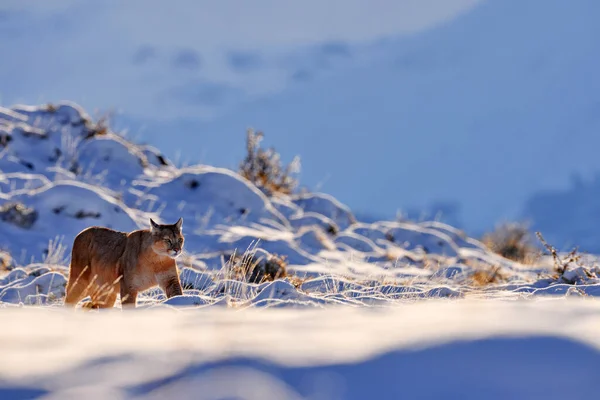 Puma, nature winter habitat with snow, Torres del Paine, Chile. Wild big cat Cougar, Puma concolor, Snow sunset light and dangerous animal. Wildlife nature.