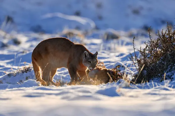 Puma Fangen Lama Guanaco Natur Winter Lebensraum Mit Schnee Torres — Stockfoto