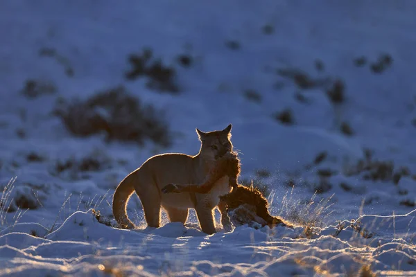 Puma catch. Puma with food, guanaco leg with fur coat, nature winter habitat with snow, Torres del Paine, Chile. Wild big cat Cougar, Puma concolor, Snow sunset light and dangerous animal.