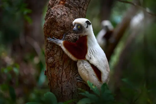 马达加斯加的自然 Coquerel Sifaka Propithecus Coquereli Reserve Peyrieras 猴群栖息于栖息地 野生马达加斯加 柠檬在深绿色的热带森林里 — 图库照片