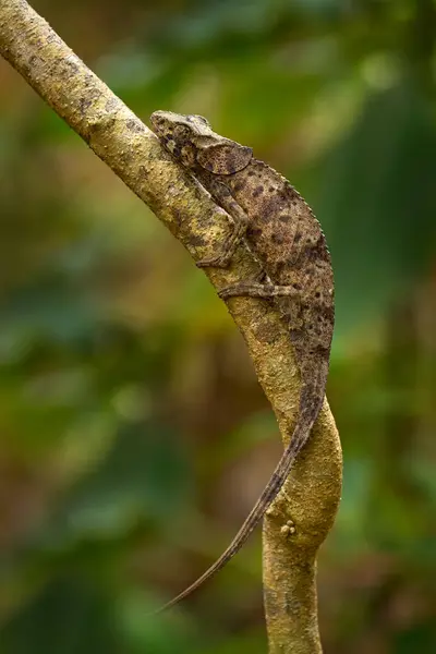 Σαύρα Μαδαγασκάρης Chameleon Κλαδί Δέντρου Furcifer Pardalis Κάθεται Στο Φυσικό — Φωτογραφία Αρχείου