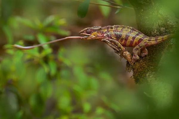 Panther Chameleon Catch Insect Tree Branch Furcifer Pardalis Sitting Nature — Stock Photo, Image