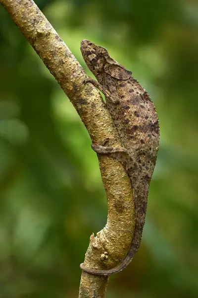 Chameleon Africa Nature Chameleon Tree Branch Furcifer Pardalis Sitting Nature — Stock Photo, Image
