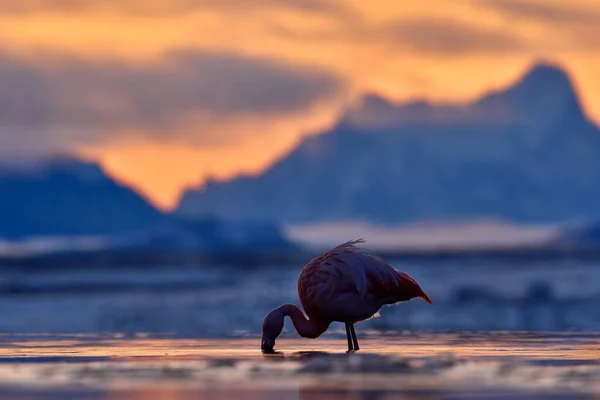 Chilean flamingos, Phoenicopterus chilensis, nice pink big birds with long necks, dancing in water. Animals in the nature habitat in Chile, America. Flamingo sunset from Patagonia, Torres del Paine.