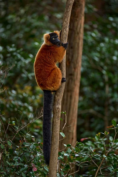 Madagaskar Vahşi Yaşamı Kırmızı Yakutlu Lemur Varecia Rubra Park National — Stok fotoğraf