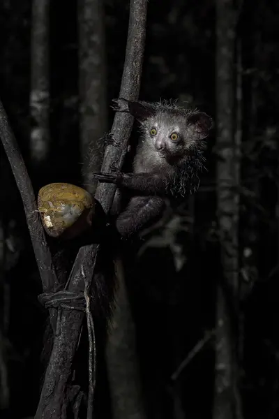 Aye Aye Daubentonia Madagascariensis Animal Nuit Madagascar Singe Lémurien Nocturne — Photo