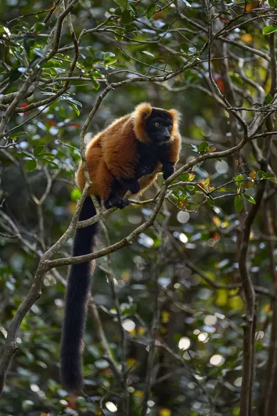Madagascar Wildlife Red Ruffed Lemur Varecia Rubra Park National Andasibe — Foto Stock