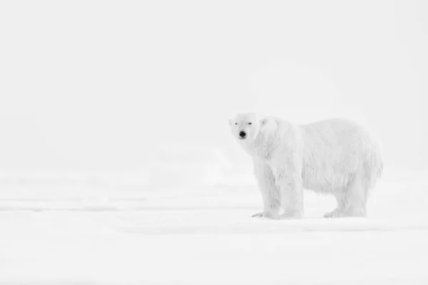 Vida Selvagem Arte Foto Arte Preto Branco Ursos Polares Gelo Fotografia De Stock