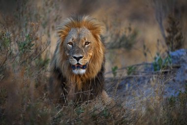 Kasımda Botswana 'da, Okavango deltasında yatan yaşlı yele aslanı. Büyük kedinin detaylı portresi..