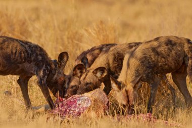 Vahşi köpekler doğada impala yakalarlar, Botswana, Afrika 'da Khwai Nehri. Doğal ortamdaki vahşi köpek, vahşi yaşam. Memeli yırtıcılar et leşini besler..