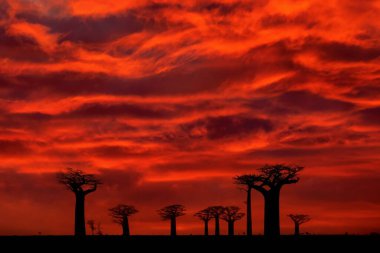 Madagaskar manzarası, Baobat Red Sunset. Madagaskar 'dan Baobab' lı Iley. En ünlü tipik yer L 'alle des baobab, güneşli bir gün ve turuncu kırmızı gökyüzü olan eski ağaçlarla dolu çakıl yolu..