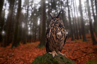 Sonbahar yaban hayatı. Avrasya Kartalı Baykuşu, Bubo Bubo, ağaç kütüğünün üzerinde oturuyor, Slovakya 'nın turuncu sonbahar renkleriyle ormandaki vahşi yaşam fotoğrafı. Ormandaki kuş, vahşi doğa. 