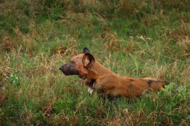 Afrika yaban köpeği, Lycaon pictus, detaylı portre açık ağızlık, Mana havuzları, Zimbabwe, Afrika. Büyük kulaklı tehlikeli benekli hayvan. Afrika safarisinde boyalı köpek avlamak. Doğadan vahşi yaşam sahnesi.